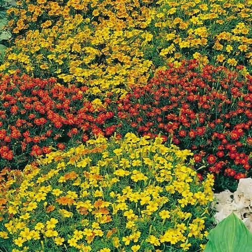Tagetes seeds starfire mix - seeds,