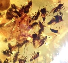 DOZENS OF MOSQUITO SWARM 🦟