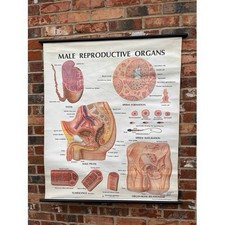 Vintage Male Reproductive Organs Educational Wall Chart – Anatomical Diagram