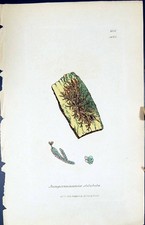 Old Print Jungermannia