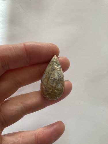 Fossil coral cabachon - cabachon,