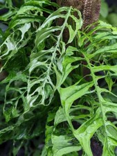 Monstera obliqua "peru" 12cm