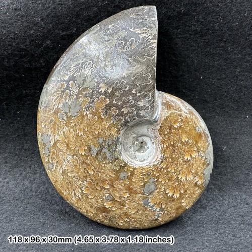 Extra large ammonite - large,