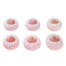  6 Pcs Mini Sea Shells Natural