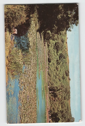 Postcard the lily - postcard,