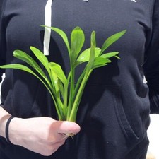 3x Sagittaria Platyphylla Grass Live Aquarium Aquatic Plant Tropical Fish K2AQUA