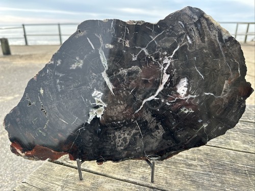 Fossil wood slice india - wood,