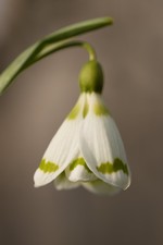 Galanthus 'Chantry Duchess' Snowdrop