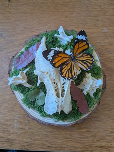 Handmade mounted butterfly - handmade,