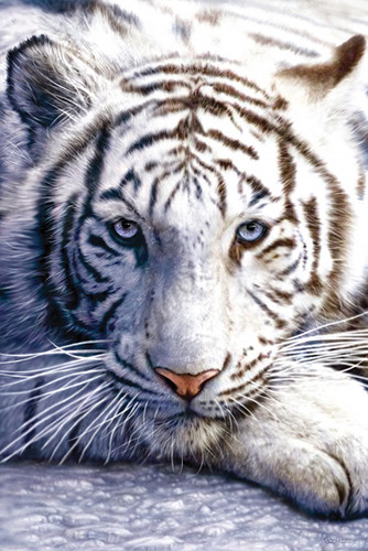 White tiger full face - tiger,