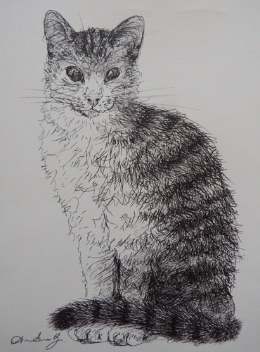 Ink drawing tabby - ink,