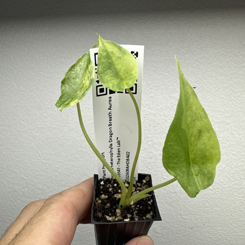 Alocasia dragon breath aurea - alocasia,