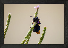 Alien Circus Bee Framed Wall