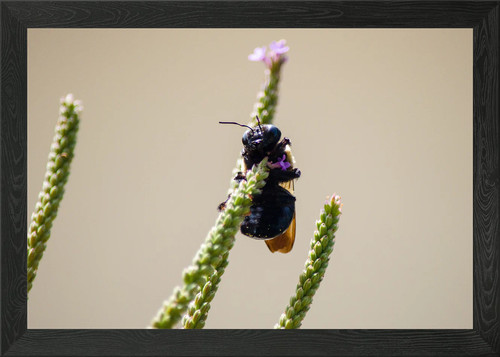 Alien circus bee framed - alien,