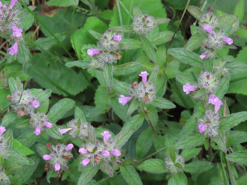 Wild basil plug - 6,
