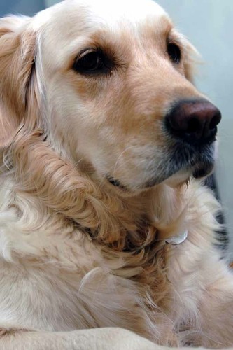 Golden retriever dog - retriever,