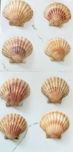 Natural atlantic scallop - natural,