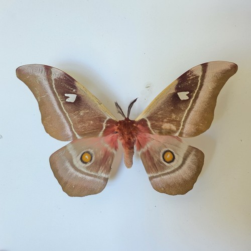 Bunaea aslauga set - bunaea, specimen