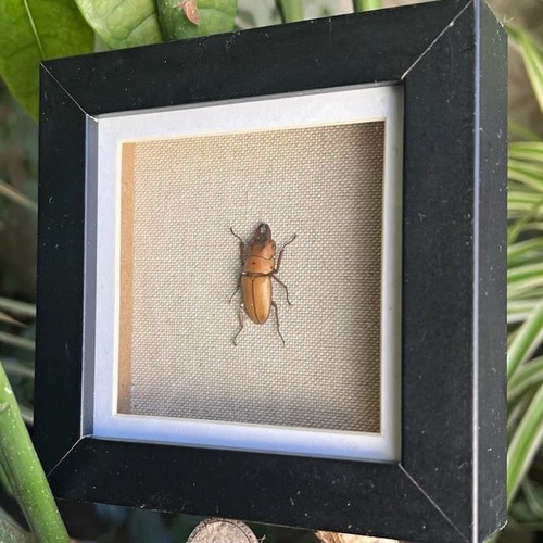 Real stag beetle lucanidae - real,