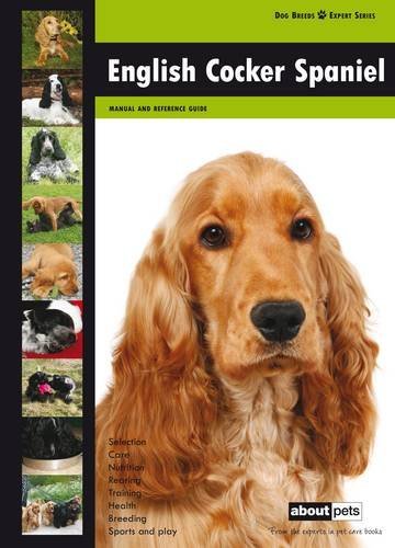 English cker spaniel - english, spaniel: