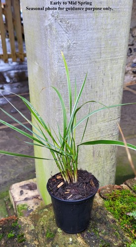 Calamagrostis acutiflora - calamagrostis,