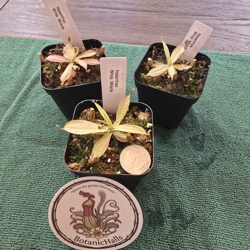 Nepenthes white miracle - miracle",