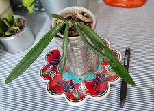 RARE HOYA SHEPERDAIl ROOTED