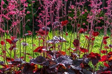 Heuchera Hollywood 2L