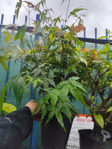 Japanese maple bonsai - maple,