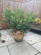 Lilac Syringa Meyeri Palibin Dwarf Standard Tree With Pot Scented Purple Blooms