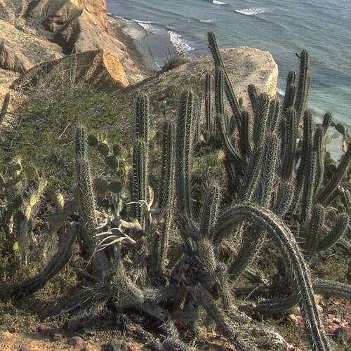 Cereus repandus seeds - -,