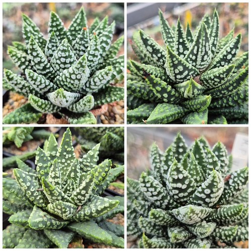 Haworthia pumila donut mix - pumila, 'donut'