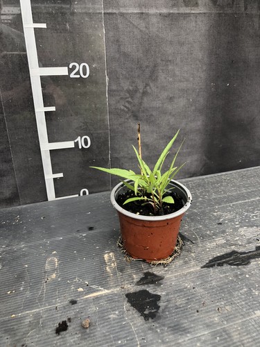 Lobelia laxiflora var