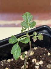 Rare Boswellia sacra