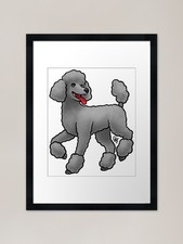 Dog - Standard Poodle - Miami