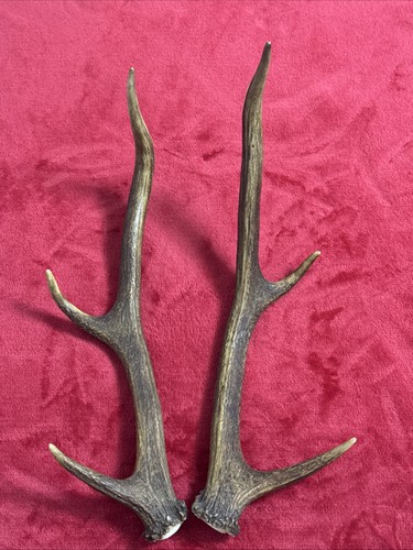 Pair red deer antlers 462g - of,