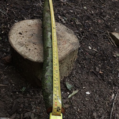 Alder wood log stump - wood,