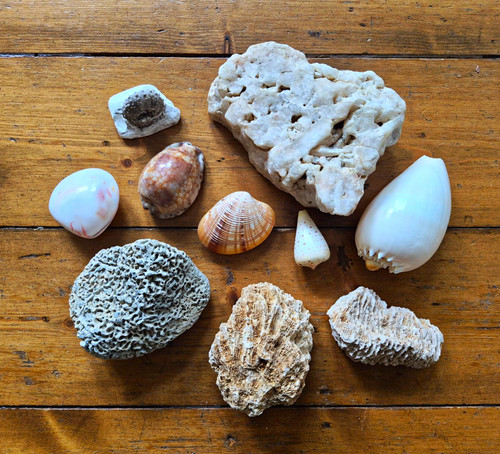Joblot mixed natural shells - mixed,