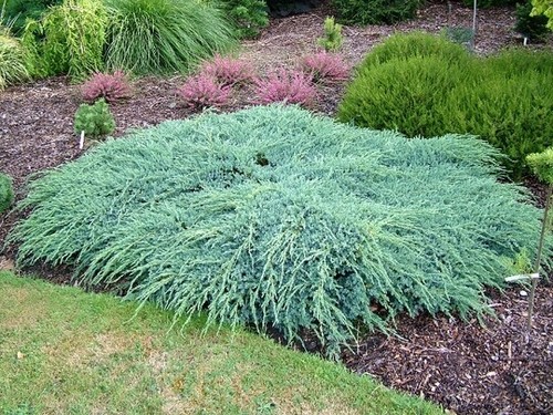 Juniper squamata blue carpet - juniper,