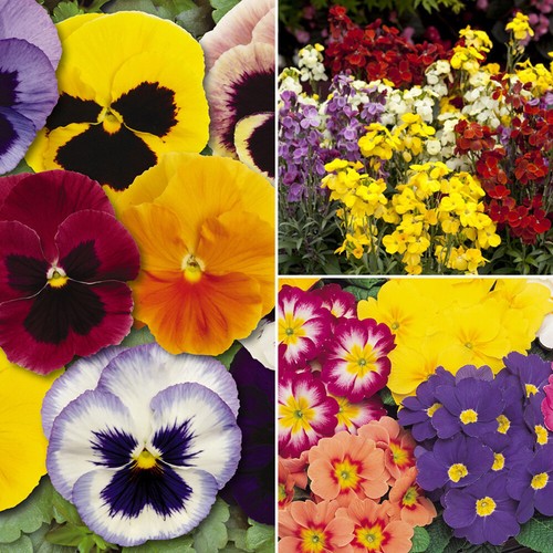 The ultimate winter garden - the,