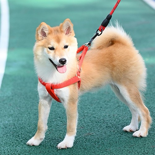 Dog harness heavy duty - duty, nylon