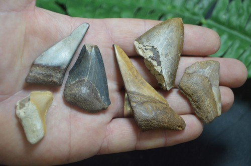 Amazing value real megalodon - value,,