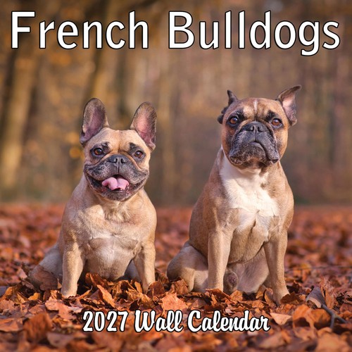 2027 french bulldogs - french, monthly