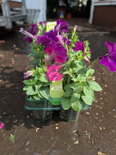 Purple petunia plants - 6,