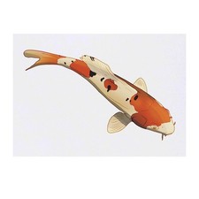 'Koi Fish' Temporary Tattoos /