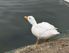 6 Call Duck Fertilizer