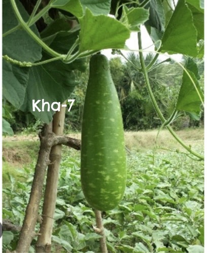 Hybrid bangladeshi bottle - f1,