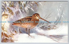 R763045 Common Snipe Bird R S Series Roland Green