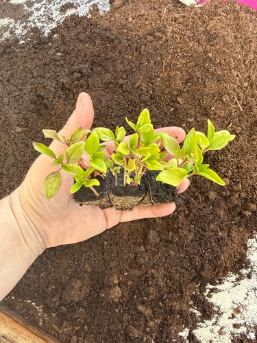 Thai basil large - thai,