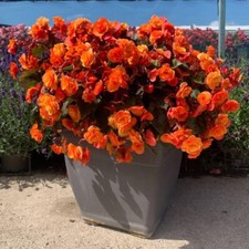 Begonia 'Catrin' - 10x Jumbo